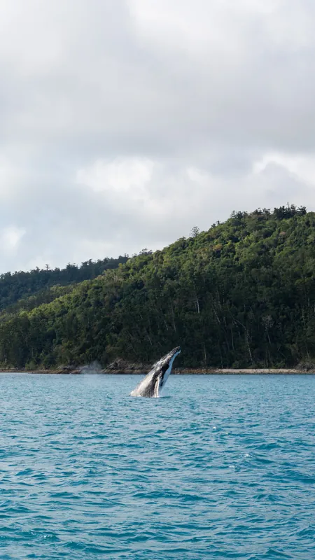 M/Y Alani, a humpback breaching nearby