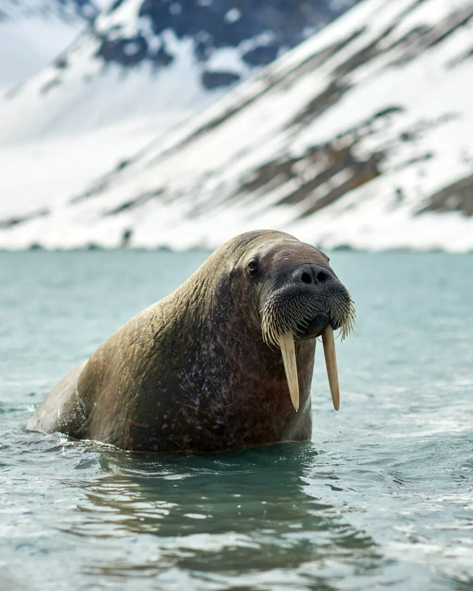 Scintilla Maris, frame 38