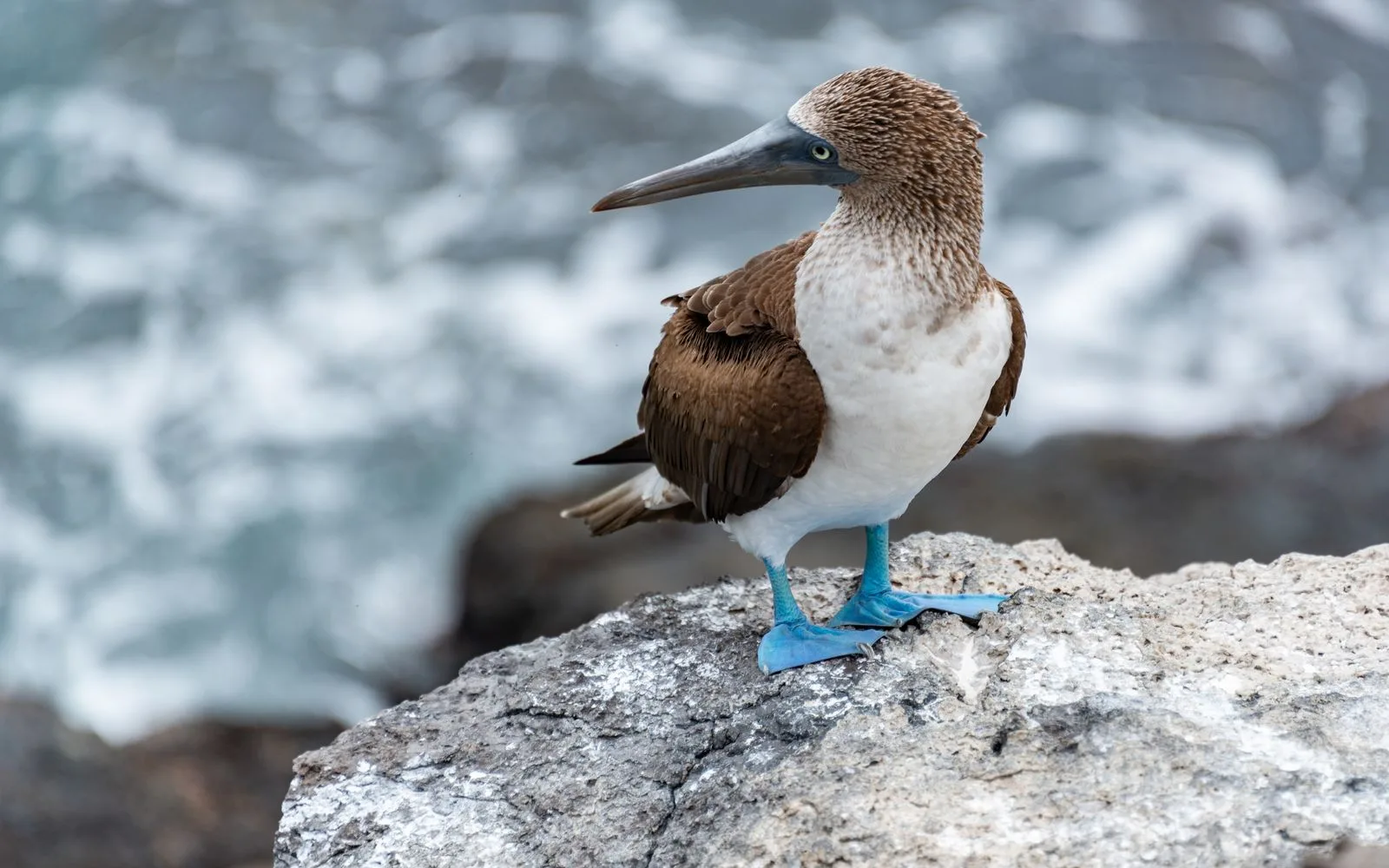 Blue-footed booby on coastal rocks, Galapagos Islands