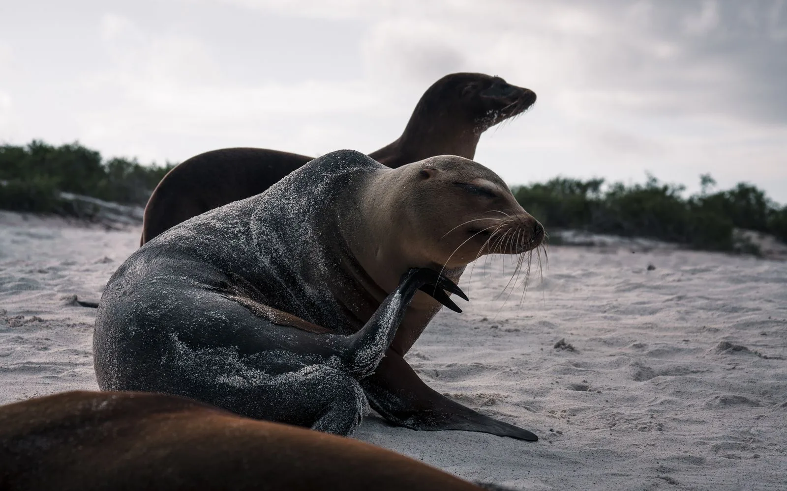 Sea lions resting on a Galapagos beach